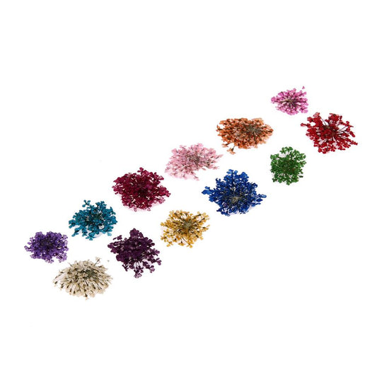 Set of 12 dried flowers